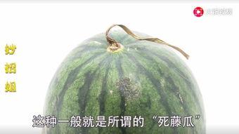 吃瓜苏州网红,吃瓜之旅,味蕾盛宴 第3张 吃瓜苏州网红,吃瓜之旅,味蕾盛宴 第3张